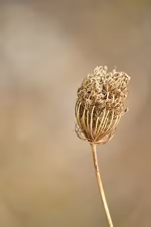 A fennel plant growing in a garden before the seeds are harvested