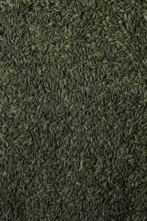 Fennel seeds spread out showing texture and color